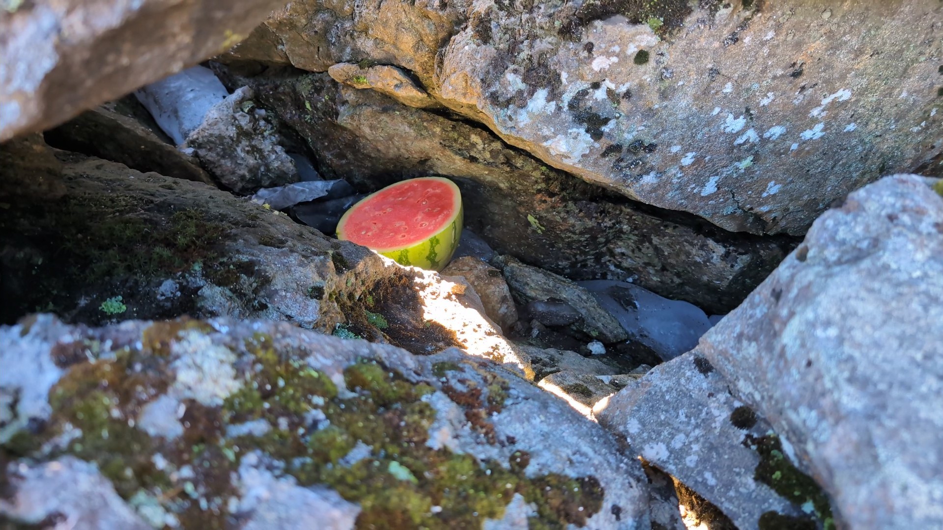 cut watermelon, cross-section